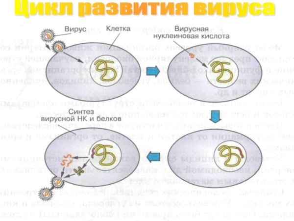 Стадии жизненного цикла вируса