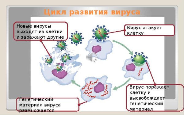 Цикл развития вируса рисунок