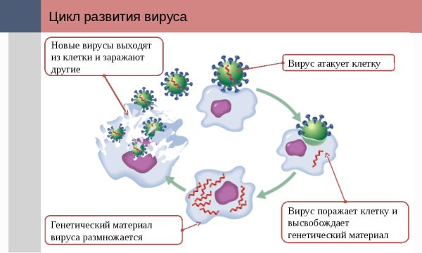 Цикл развития вируса