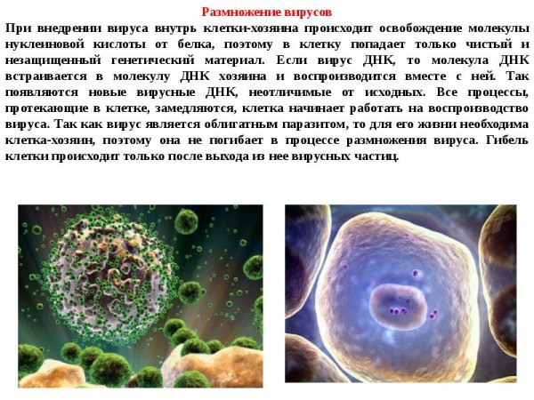 Размножение ДНК вирусов