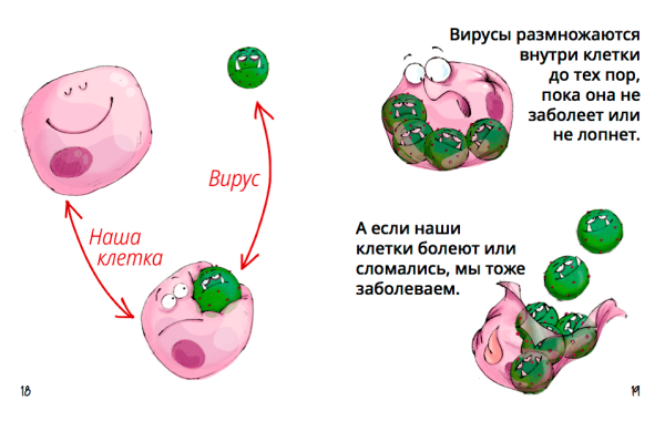 Размножение вирусов в организме