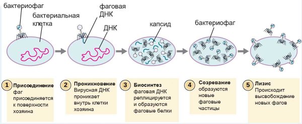 Размножение, жизненный цикл вирусов.