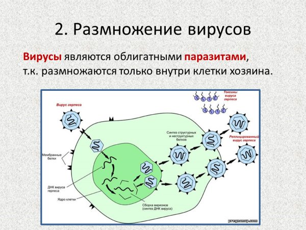 Размножение вируса осуществляется