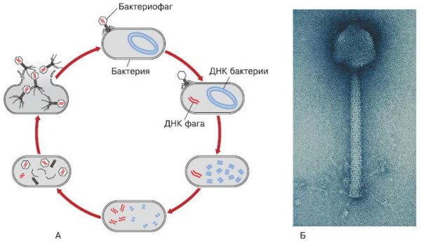 Схема размножения вируса бактериофага