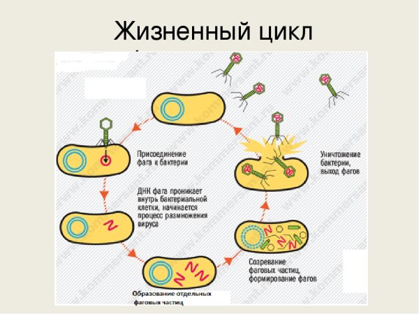 Жизненный цикл бактериофага
