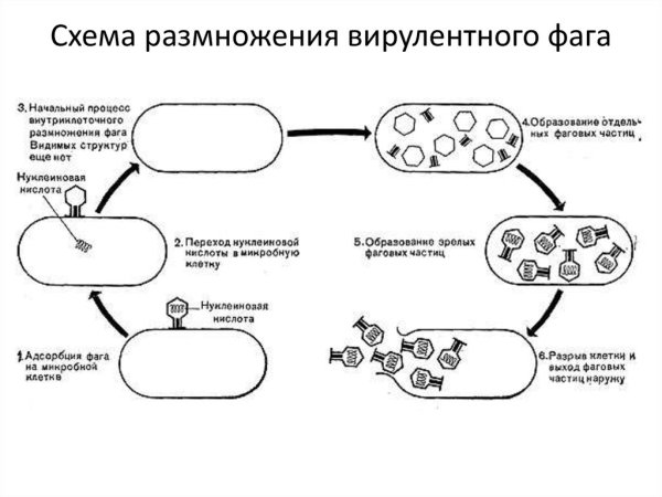 Жизненный цикл бактериофага схема
