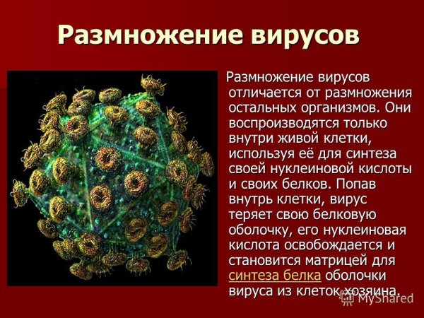 Биология неклеточные формы жизни вирусы