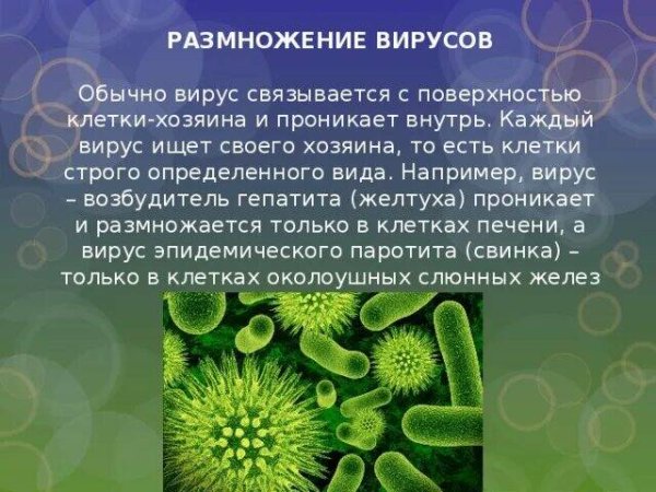 Вирусы размножаются