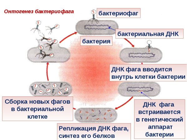 Тип взаимодействия бактериофага с бактериальной клеткой схема
