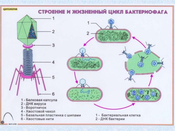 Схема цикла развития вирулентного бактериофага