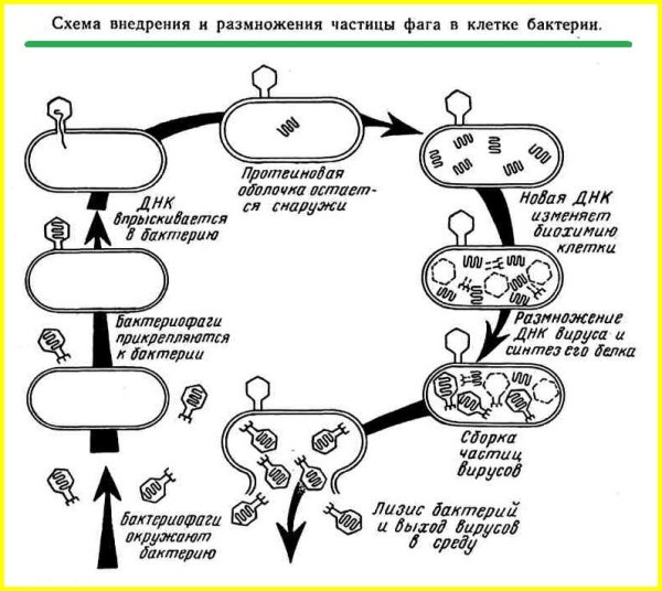 Жизненный цикл бактериофага схема