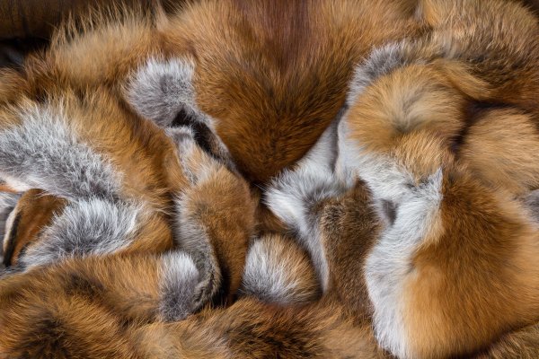 Fox fur (Лисье манто)