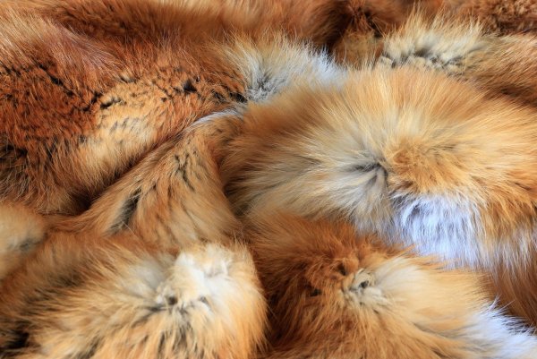 Fox fur (Лисье манто)