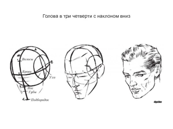 Голова человека в разных ракурсах