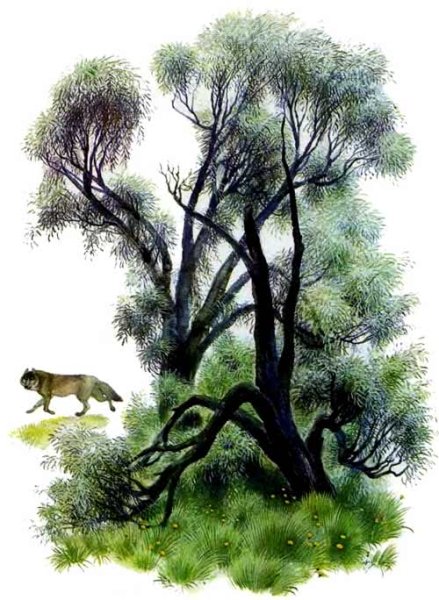 Ушинский бодливая корова