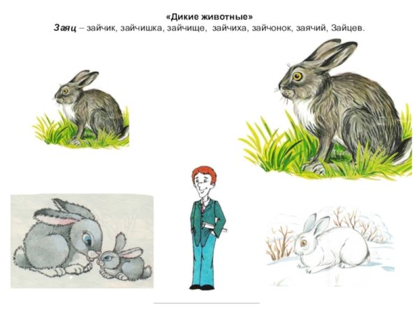 Дикие и животные заяц для дошкольников