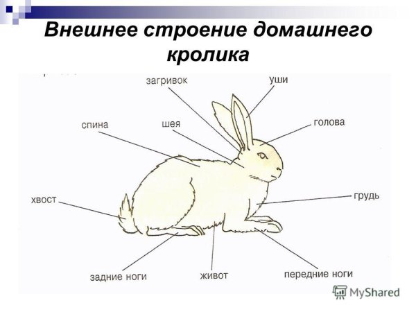 Внешнее строение млекопитающих кролик