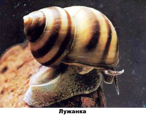 Лужанка улитка