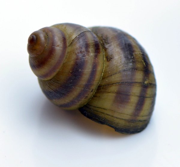 Лужанка ЖИВОРОДКА