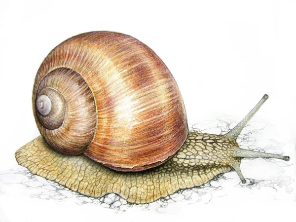 ЖИВОРОДКА Речная viviparus viviparus