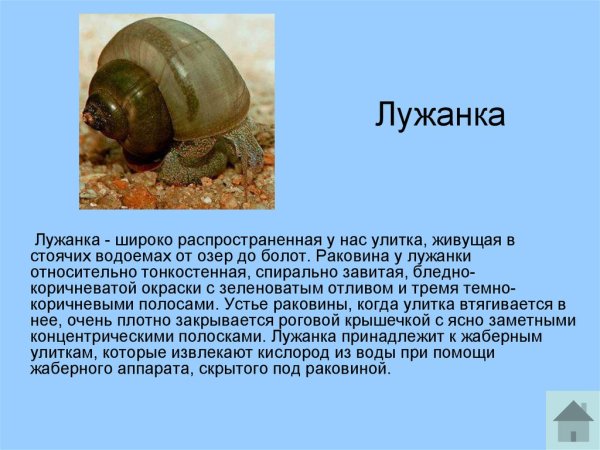 Лужанка ЖИВОРОДКА