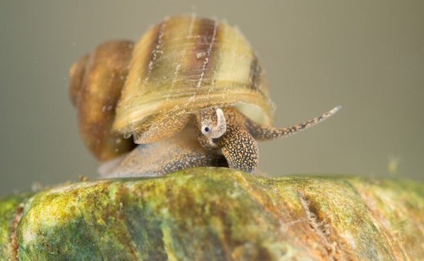 Элодея катушка Лужанка