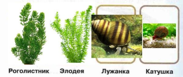 ЖИВОРОДКА Речная viviparus viviparus