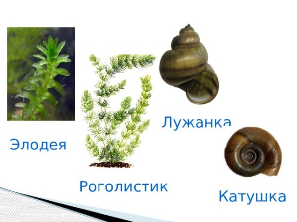 Лужанка Болотная