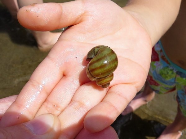 ЖИВОРОДКА Речная viviparus viviparus