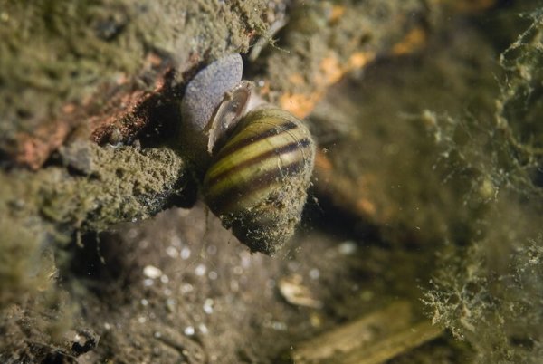 ЖИВОРОДКА Речная viviparus viviparus