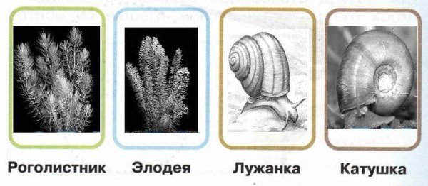 Лужанка улитка