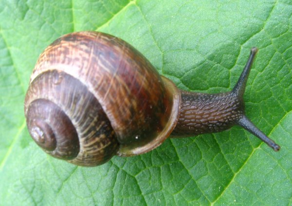 Viviparus contectus