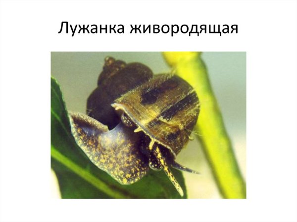 Строение Лужанки