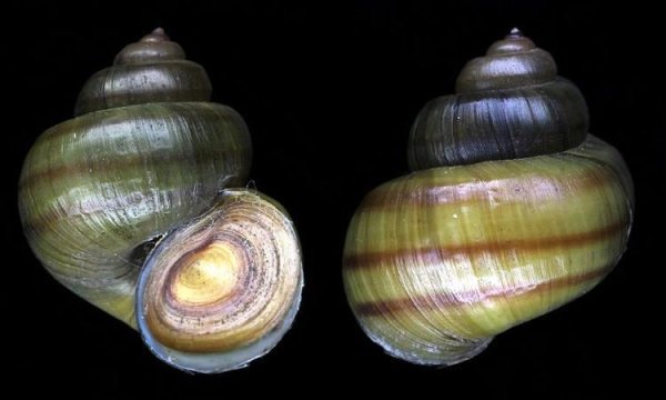 Аквариумные брюхоногие моллюски