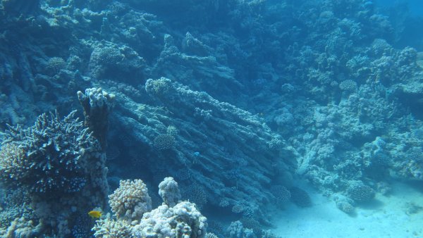 Морское дно