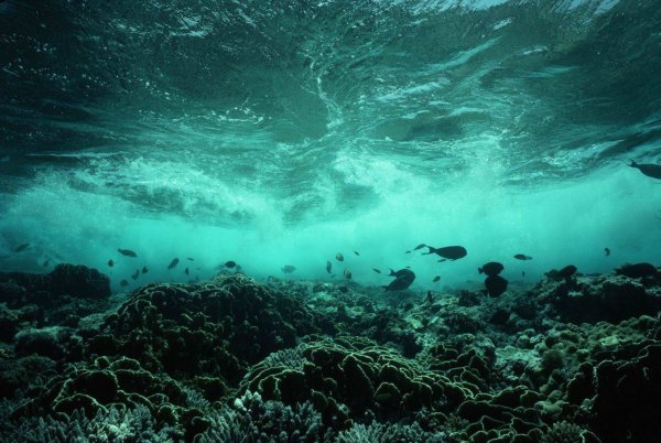 Дно черного моря сероводород фото