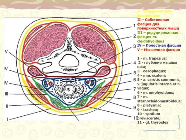 Топография фасций шеи по Шевкуненко