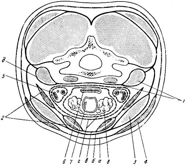 Фасции шеи Шевкуненко