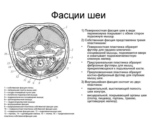 Фасции шеи по Шевкуненко топографическая анатомия
