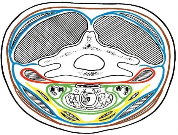 Фасции по Шевкуненко анатомия