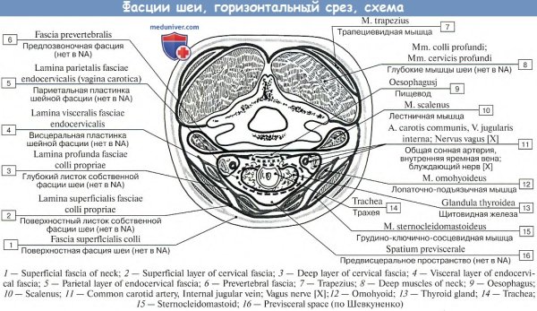 Фасции шеи топографическая анатомия