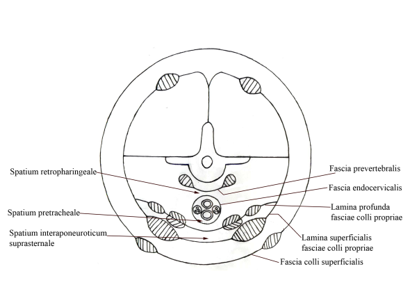 Схему фасций шеи по в.н. Шевкуненко
