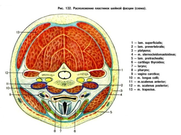 Фасции шеи на поперечном разрезе