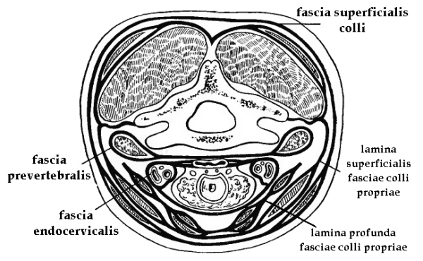 Фасции шеи по Шевкуненко схема