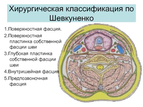 Предпозвоночная пластинка фасции шеи