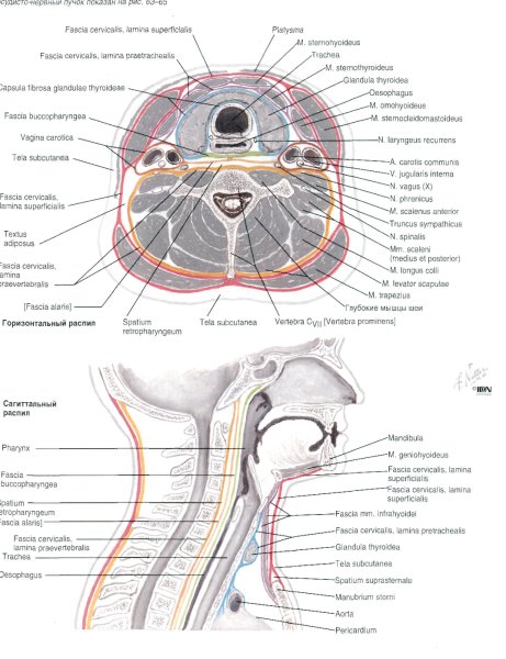 Фасции шеи Неттер