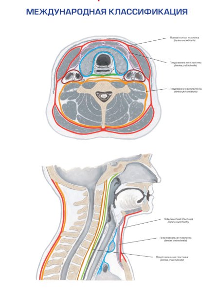 Фасции шеи топографическая анатомия