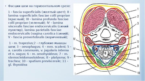 Фасции шеи на поперечном разрезе