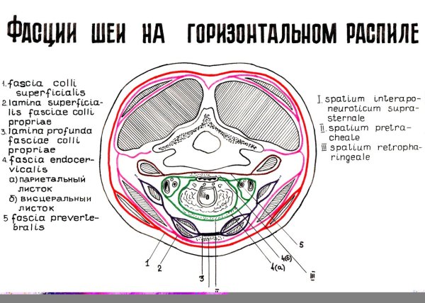 Фасции шеи на поперечном разрезе