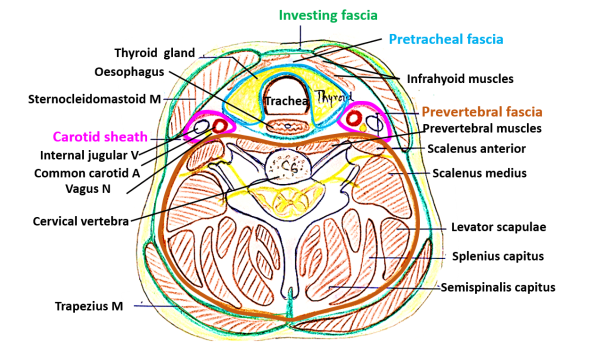Фасции шеи рисунок схематичный
